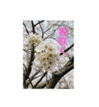 めっちゃ綺麗な自然（個別スタンプ：1）