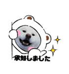 秋田犬 スタンプ 敬語（個別スタンプ：2）