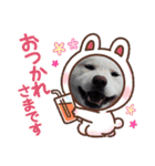 秋田犬 スタンプ 敬語（個別スタンプ：4）