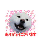 秋田犬 スタンプ 敬語（個別スタンプ：7）