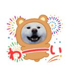 秋田犬 スタンプ 敬語（個別スタンプ：13）