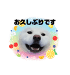 秋田犬 スタンプ 敬語（個別スタンプ：18）