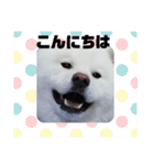 秋田犬 スタンプ 敬語（個別スタンプ：19）
