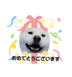 秋田犬 スタンプ 敬語（個別スタンプ：20）