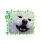 秋田犬 スタンプ 敬語（個別スタンプ：22）