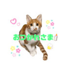 茶白猫むむ 普段使い あいさつ（個別スタンプ：3）