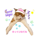 茶白猫むむ 普段使い あいさつ（個別スタンプ：8）