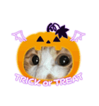 むむハロウィン＆その他（個別スタンプ：2）