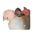 may鹿may狐may犬（個別スタンプ：16）