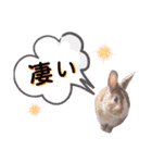 うさぎの若7（個別スタンプ：3）
