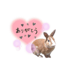 うさぎの若7（個別スタンプ：6）
