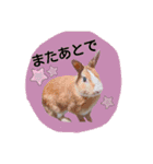 うさぎの若7（個別スタンプ：7）