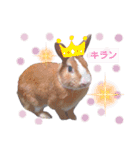 うさぎの若7（個別スタンプ：8）