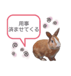 うさぎの若7（個別スタンプ：9）