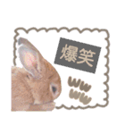 うさぎの若7（個別スタンプ：10）