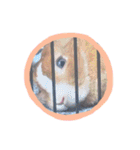 うさぎの若7（個別スタンプ：14）
