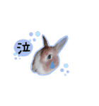 うさぎの若7（個別スタンプ：16）