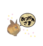 うさぎの若7（個別スタンプ：19）