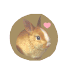 うさぎの若7（個別スタンプ：20）