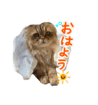 山田家のシフォン（個別スタンプ：1）