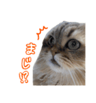 山田家のシフォン（個別スタンプ：13）