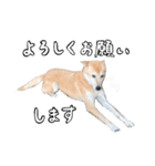 犬の「まめ」（個別スタンプ：6）