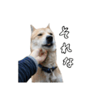 犬の「まめ」（個別スタンプ：8）