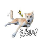 犬の「まめ」（個別スタンプ：9）