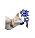 犬の「まめ」（個別スタンプ：16）