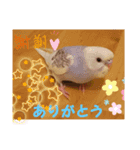 ♥️インコちゃんスタンプ♥️（個別スタンプ：4）