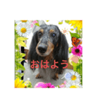 Tiara ＆ Abel（個別スタンプ：1）