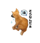 毎日やる気のうちの子猫3兄弟（個別スタンプ：1）