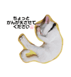 毎日やる気のうちの子猫3兄弟（個別スタンプ：2）