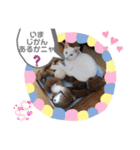 毎日やる気のうちの子猫3兄弟（個別スタンプ：4）