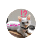 毎日やる気のうちの子猫3兄弟（個別スタンプ：5）