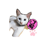 毎日やる気のうちの子猫3兄弟（個別スタンプ：6）