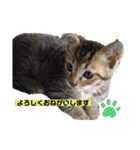 毎日やる気のうちの子猫3兄弟（個別スタンプ：10）