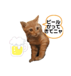 毎日やる気のうちの子猫3兄弟（個別スタンプ：11）