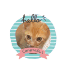 毎日やる気のうちの子猫3兄弟（個別スタンプ：12）
