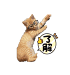 毎日やる気のうちの子猫3兄弟（個別スタンプ：13）