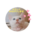 毎日やる気のうちの子猫3兄弟（個別スタンプ：14）
