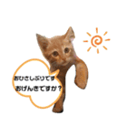 毎日やる気のうちの子猫3兄弟（個別スタンプ：16）