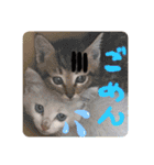 毎日やる気のうちの子猫3兄弟（個別スタンプ：18）