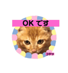 毎日やる気のうちの子猫3兄弟（個別スタンプ：20）