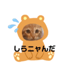 毎日やる気のうちの子猫3兄弟（個別スタンプ：21）