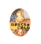 毎日やる気のうちの子猫3兄弟（個別スタンプ：22）