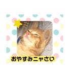 毎日やる気のうちの子猫3兄弟（個別スタンプ：23）