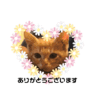 毎日やる気のうちの子猫3兄弟（個別スタンプ：27）