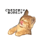 毎日やる気のうちの子猫3兄弟（個別スタンプ：28）
