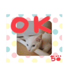 毎日やる気のうちの子猫3兄弟（個別スタンプ：29）
